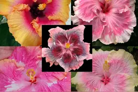 扶桑花颜色多样，任君选养~丨小叶子有“花”招图片