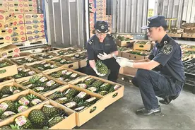 4至5月西部港区进口鲜榴莲达13.6亿元 应季水果走绿色通道抢“鲜”通关图片
