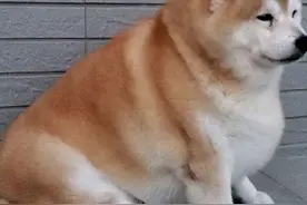 12 岁柴犬每天只吃一顿，依然胖成一只海豹，羞愧地把头埋进枕头图片
