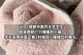 太帅了！女生路边捡到瘫痪猫咪，中医学生为其正骨、针灸，1秒接回错位骨头图片