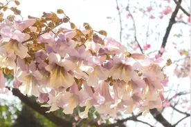 紫色泡桐花与“昆明蓝”交织，调色盘般缤纷的春天！图片