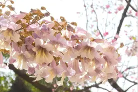 紫色泡桐花与“昆明蓝”交织，调色盘般缤纷的春天！图片