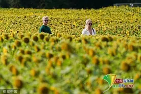 游客徜徉英国伯明翰向日葵田图片