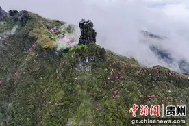 贵州梵净山杜鹃花开 “五一”假期为最佳赏花期图片