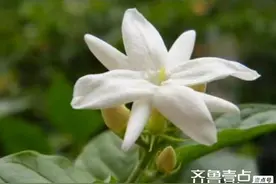 刘明华‖心田花开图片