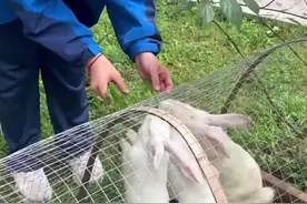 ​劳动节真劳动！给鸵鸟喂食，为梅花鹿清扫……丽水这群同学变身动物“饲养员”图片