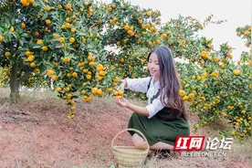为什么喜欢秋天？走进麻阳的橘林，体会苗乡果农丰收的快乐图片