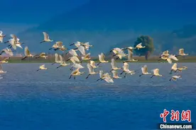 “中国鹤湖” 迎候鸟迁徙高峰 逾6万只越冬候鸟飞抵图片