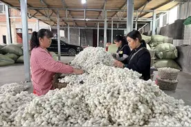 发放蚕种5.2万余张 四川宜宾叙州区2023年蚕桑收入可达1.12亿元图片
