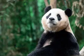 韩媒：韩民众向政府请愿续租大熊猫“福宝”安置在首尔大公园，园方回应图片