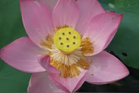 沉睡千年的古莲子在广西“复活”开花图片