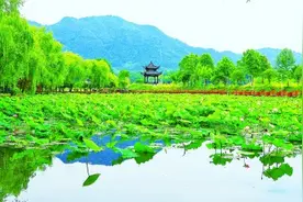 【大美中国】夏日荷花图片