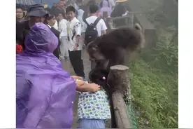 一小女孩遭峨眉山猴子拖拽撕咬？景区回应图片