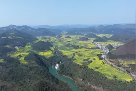 云南罗平：朵朵油菜花撬动百亿“花经济”图片