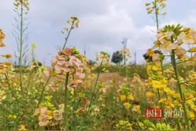 油菜花开，武汉江夏五里界与您相约花漾春天图片