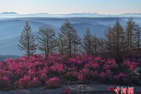 初夏时节 阿尔山杜鹃花遍野盛放图片