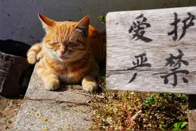 安然入睡的猫咪图片