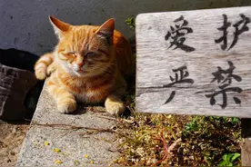 安然入睡的猫咪图片
