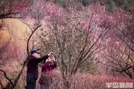 暗香浮动春意浓，花开醉人十梅庵图片