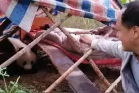 家里来贵客了！陕西野生大熊猫跑到村民家中熟睡，村民砍竹子热情款待图片