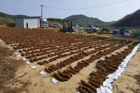 这种植物长得像金毛狗，千万别打它的主意，已有人被判刑！图片