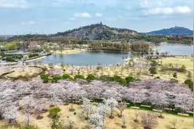粉白色浪漫花海再现！辰山植物园第一拨染井吉野樱来啦图片