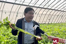 乡村产业看莱芜 | 能生吃的水果芹菜！28元一斤供不应求图片