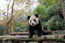 官方回应：大熊猫“安宝”确诊脑积水 手术成功正在康复中图片