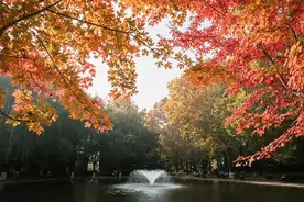 高校限定氛围感大片上新，你的母校秋天是什么颜色？图片