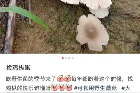 “白天靠狗，晚上靠灯”！菌子近期疯长！别乱捡图片
