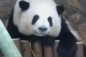 大熊猫“和花”“和叶”要分开了图片