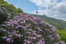 深圳梧桐山100多岁的杜鹃花王怒放图片