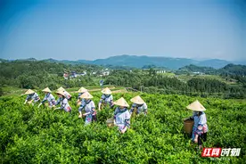 莓好相约 健康同行｜2024 第 25 届中国中部（湖南）农博会张家界莓茶专场推介会即将开启！图片