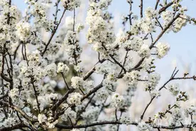 早春二月 巴东樱花已烂漫图片