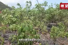 瞭望·治国理政纪事｜加快建设服务全国的南繁硅谷图片