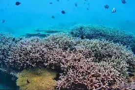 在海南感受生物多样性：蜈支洲岛海域已修复超5万平方米珊瑚图片