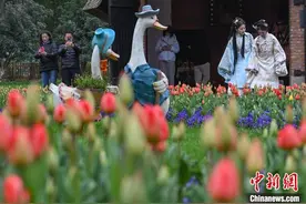 15万株郁金香陆续绽放 南京绿博园“花花世界”盛装迎客图片
