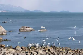 “文明旅游 鸥遇青岛”文明行为倡议书图片