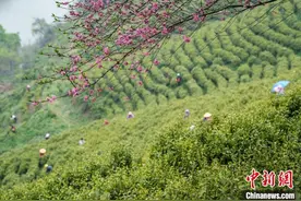 河南信阳毛尖全面开采 茶农采摘忙图片