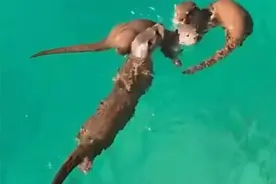 九寨沟熊猫海惊现3只水獭追逐嬉戏，动作丝滑引游客直呼“没白来”图片