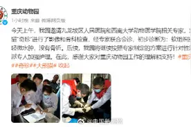 大熊猫“奇珍”受伤最新情况图片