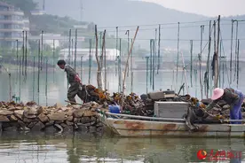 浙江宁波：采收海带忙图片