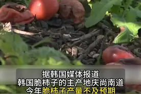 炭疽病致韩国脆柿子产量骤减 批发价暴涨超四成图片