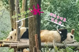 “顶流女团”单飞不解散！原因找到了图片