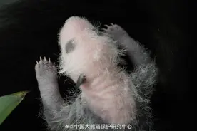 可可爱爱！旅俄大熊猫丁丁幼崽最新高清照片图片