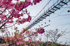 “新”花怒放④|万树花开 长沙浔龙河樱花文化旅游节周末开幕图片