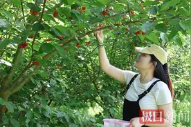 15元一斤，湖北襄州樱桃采摘狂欢季来啦图片