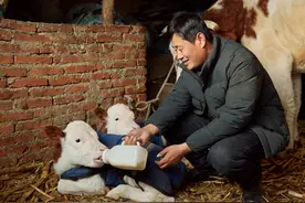 默默耕耘三十载！龙兽医：无悔的“治愈”之路图片