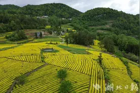 湖北茶叶年度品牌热度榜发布 咸丰白茶（唐崖茶）品牌入选图片