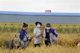 今年五常大米开镰！产量上涨+电商包地，市价将比去年低图片